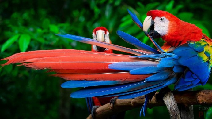 Попугай ара в Южной Америке