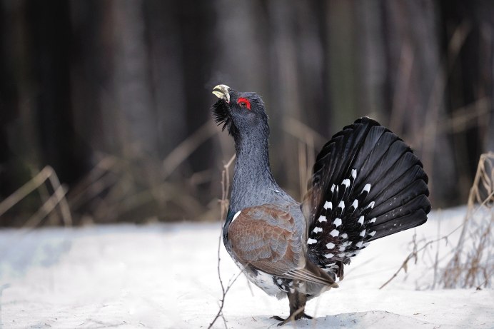 Глухарь тетерев рябчик