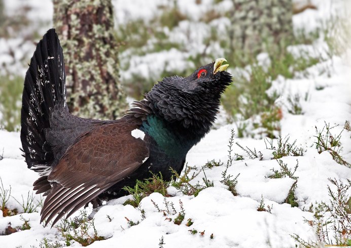 Тетерев птица и Глухарь