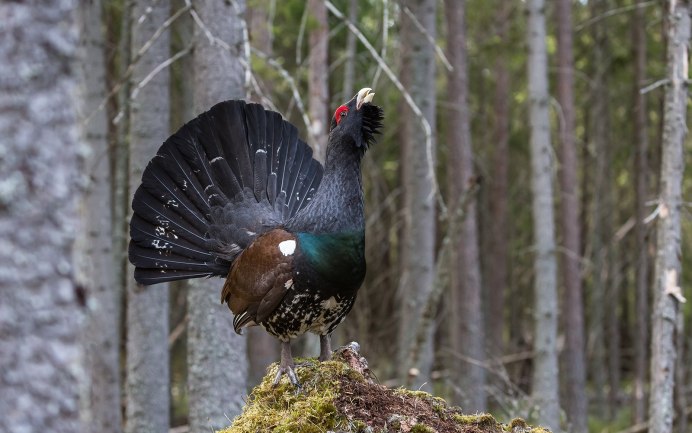 Таежный темный Глухарь