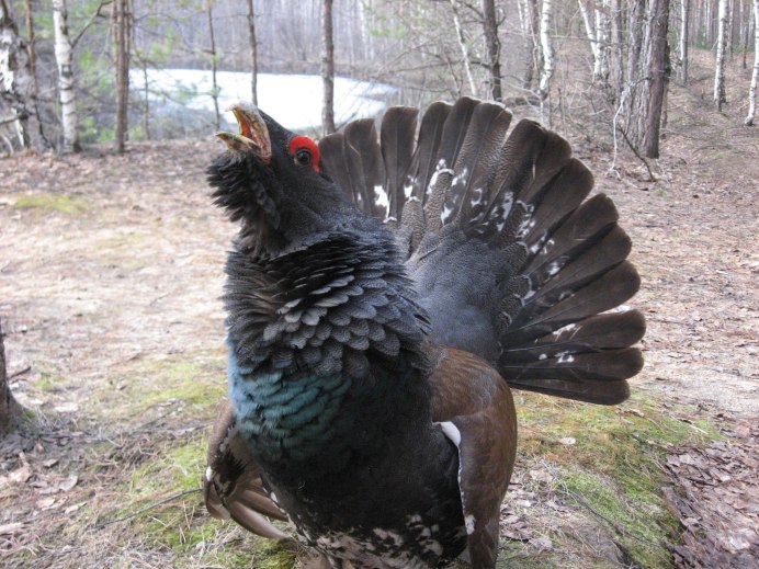 Белобрюхий Глухарь