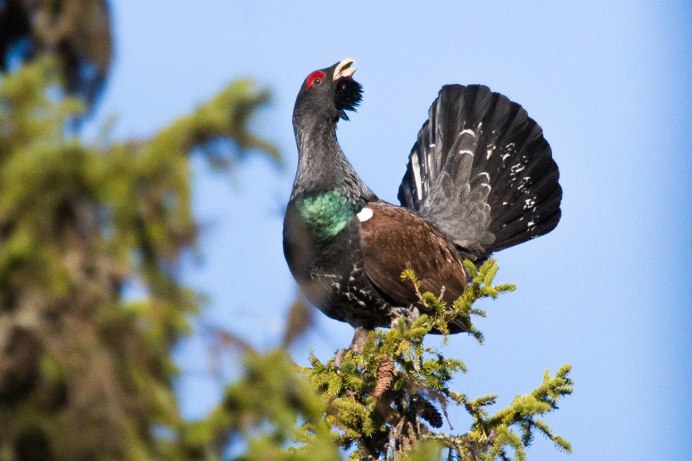 Black-billed Capercaillie