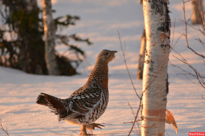Глухарь и Глухарка