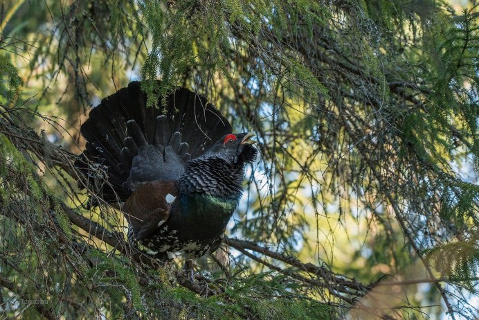 Глухарь Волжский