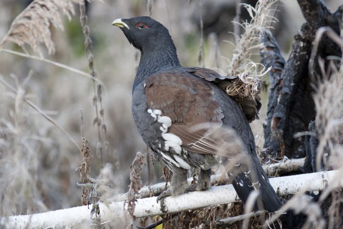 Глухарь (Tetrao urogallus)