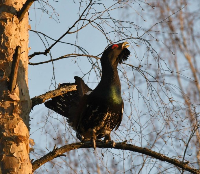Западный Глухарь (Tetrao urogallus)