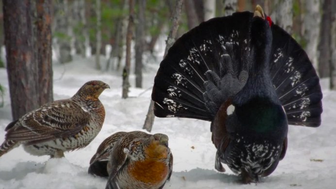 Обыкновенный Глухарь