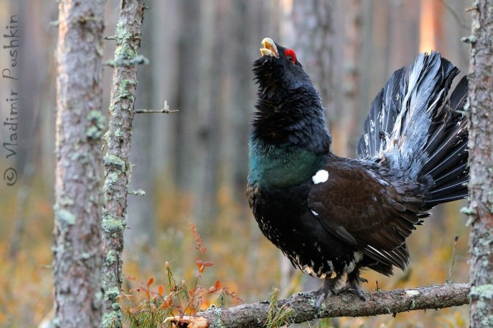 Тетерев самка и самец