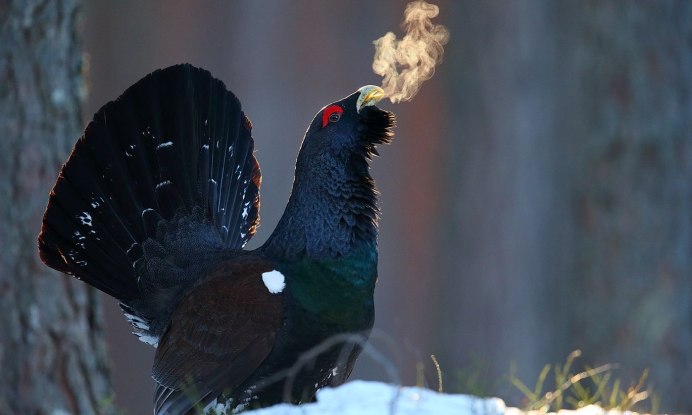 Глухарь вертикальное фото