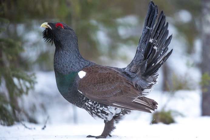 Глухарь Забайкальского края