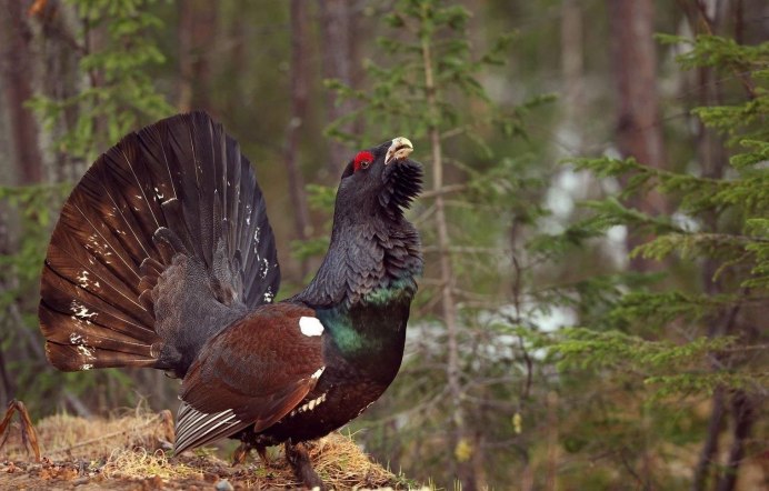 Глухарь - Capercaillie
