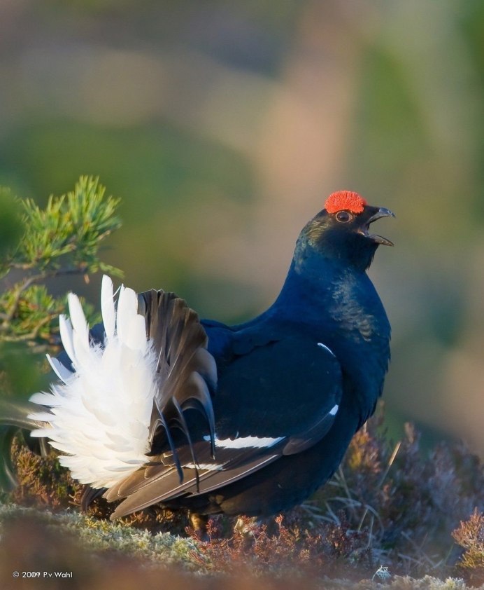 Глухарь тарково