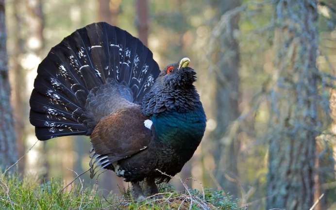 Глухарь (Tetrao urogallus)