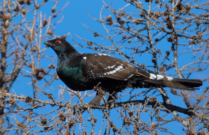 Глухарь птица зимой