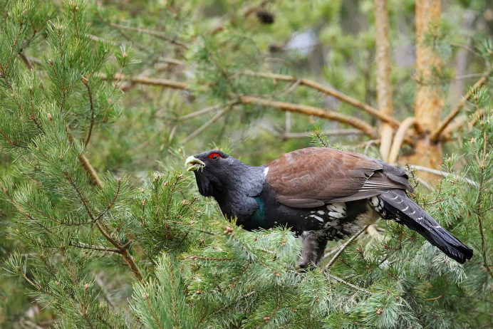 Таежный темный Глухарь