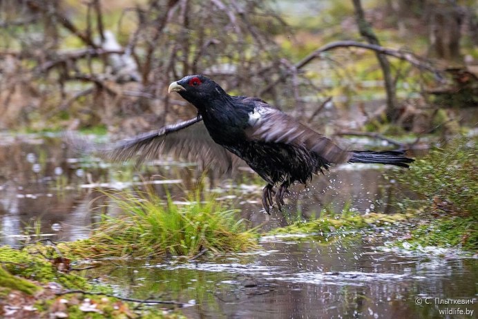 Глухарь Алтайский край