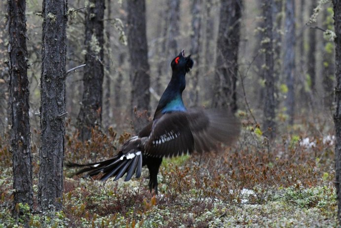 Куроперый тетерев