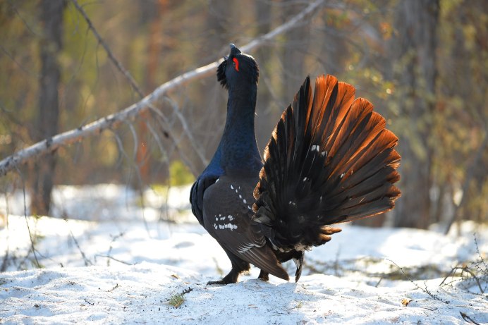 Глухарь (Tetrao urogallus)
