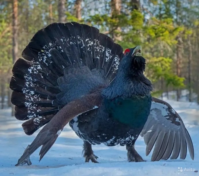 Чернобрюхий Глухарь