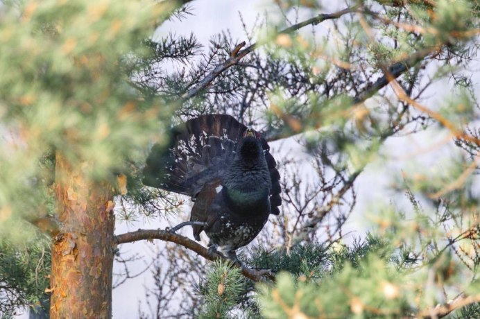 Рябчик серая куропатка