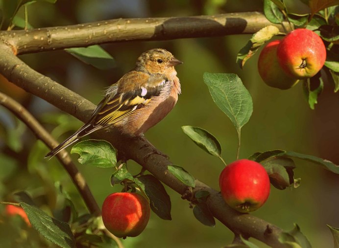 Воробьиная стая
