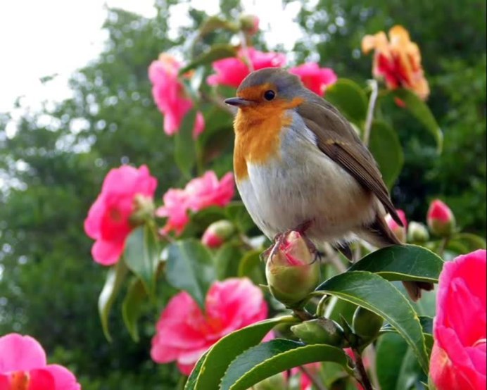 Певчие птицы Калифорния