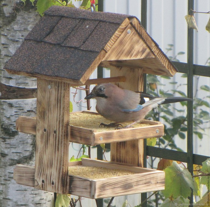 Горлица, Соловей