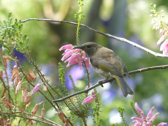 Соловей в черемухе