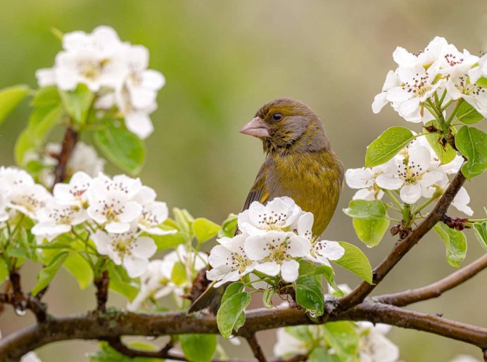 Лазоревки цветы