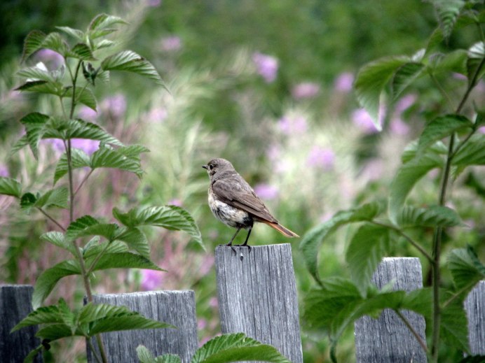 Весна птицы
