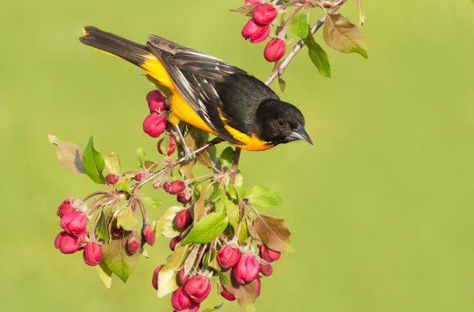 Красивый сад с птицами