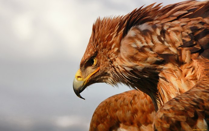 Рыжий Орел птица