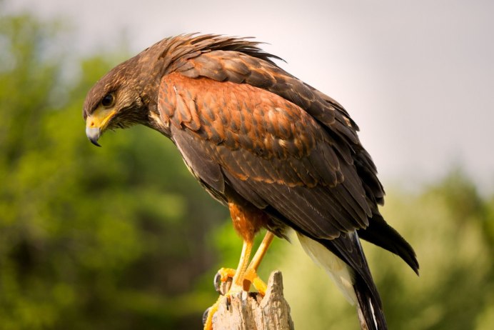 Сокол коричневый