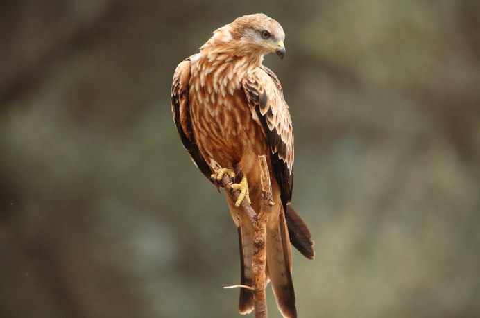 Красный Коршун Milvus Milvus