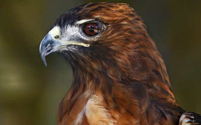 Индийский Ястребиный орёл