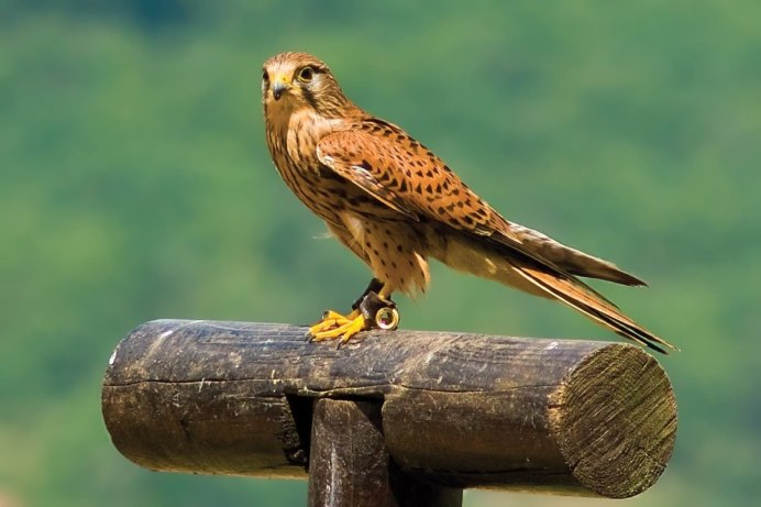 Шахин птица