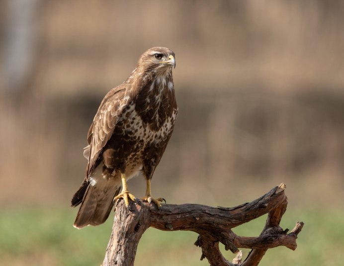 Ястребиный Сарыч Butastur indicus