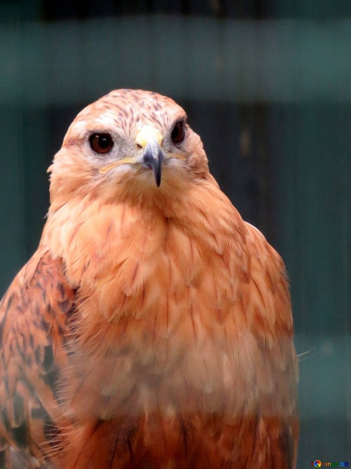 Рыжий ястреб птица