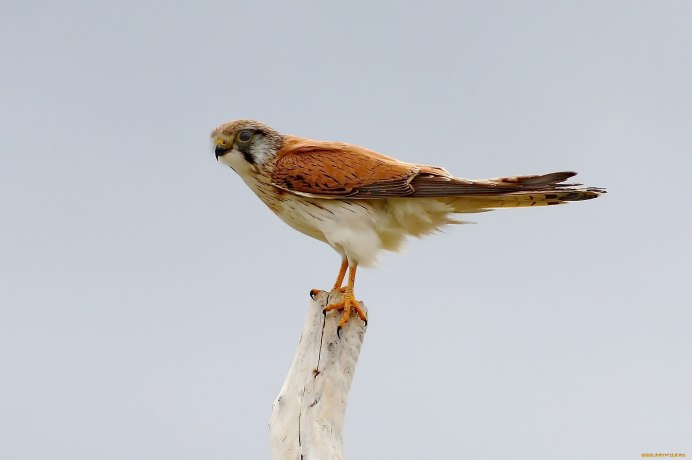 Рыжая хищная птица