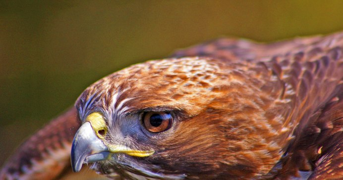 Хищные птицы оранжевый клюв