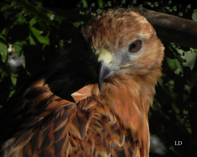 Отношение к птицам