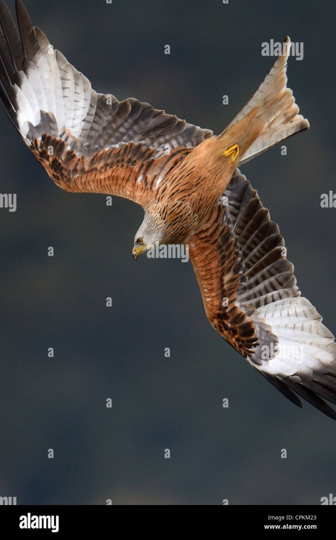 Канюк птица