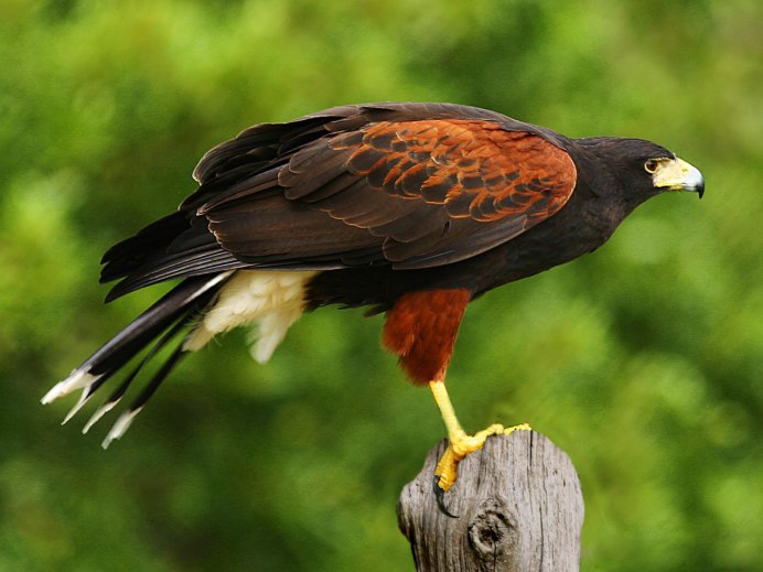 Сокол Сапсан ястреб Коршун