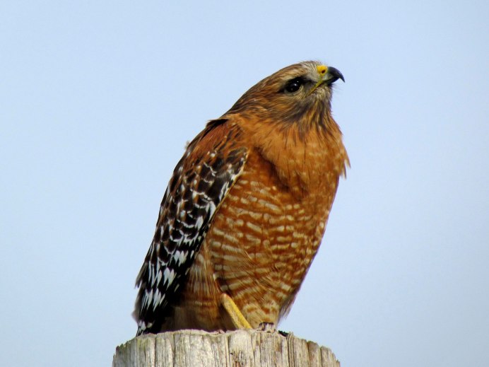 Red shouldered Hawk