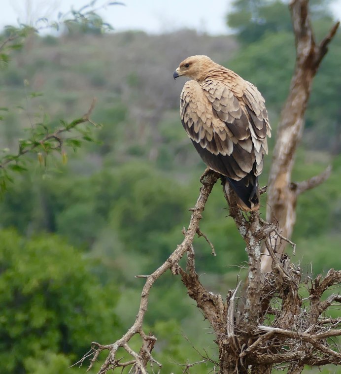 Канюковый Коршун