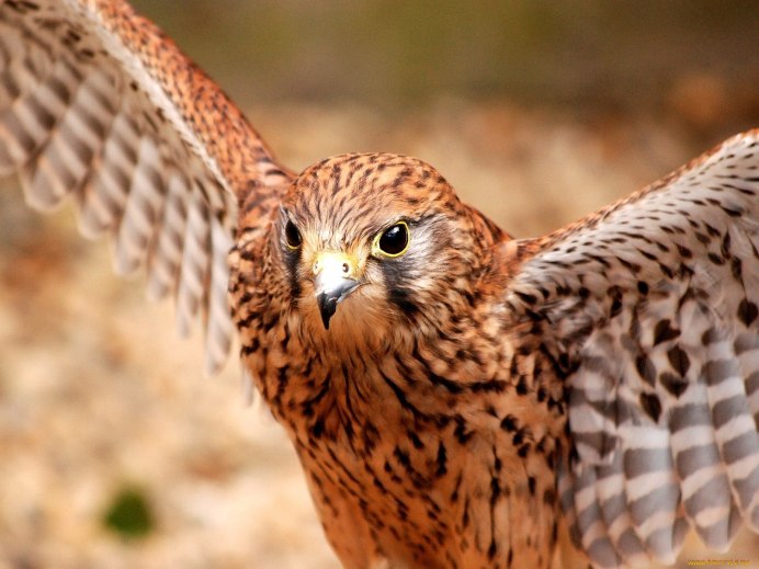 Хищные птицы пятнистые