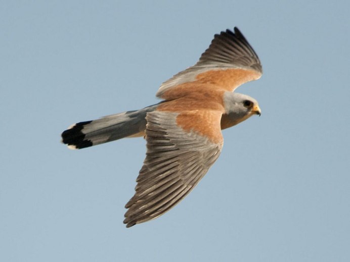 Лунь канюк тетеревятник