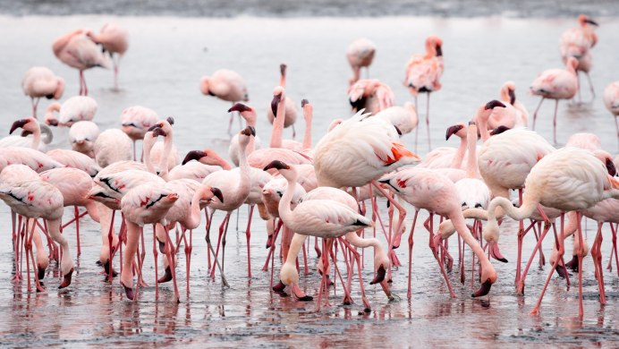 Walvis Bay Namibia Фламинго