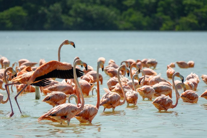 Flock of Flamingoes in Water Pencil