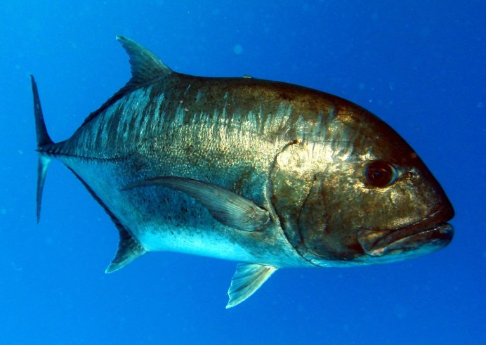 Caranx ignobilis